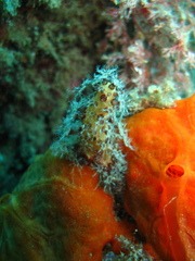 Alcyonium acaule