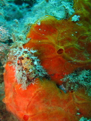 Alcyonium acaule