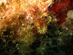 Caryophyllia smithii