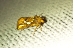 Plusia putnami