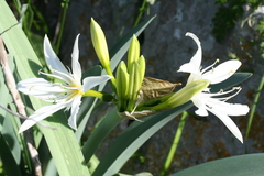 Pancratium illyricum