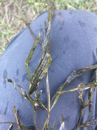 Sharp-leaved pondweed (Potamogeton acutifolius)