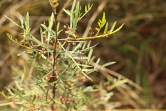 Dodonaea heteromorpha