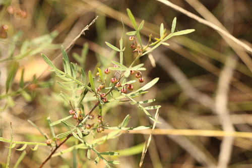 Image of Dodonaea heteromorpha by (c) Greg Tasney, some rights reserved (CC BY-SA)