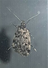 Barea codrella