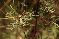 Dodonaea heteromorpha