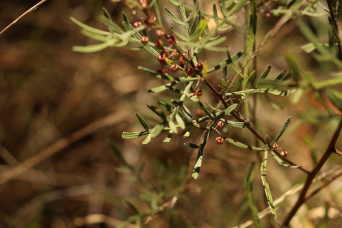 Image of Dodonaea heteromorpha by (c) Greg Tasney, some rights reserved (CC BY-SA)