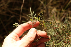 Dodonaea heteromorpha