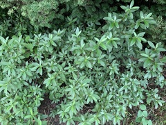 Rhododendron mucronulatum