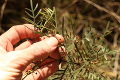 Dodonaea heteromorpha