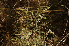 Dodonaea heteromorpha