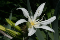 Pancratium illyricum