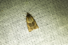 Philedone gerningana