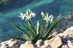 Pancratium illyricum
