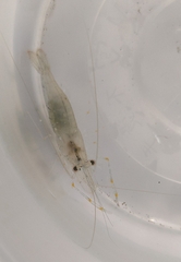 Macrobrachium asperulum