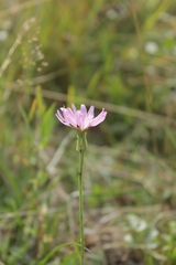 Scorzonera rosea