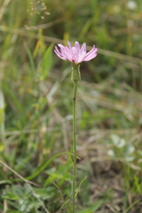 Scorzonera rosea