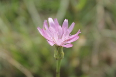 Scorzonera rosea