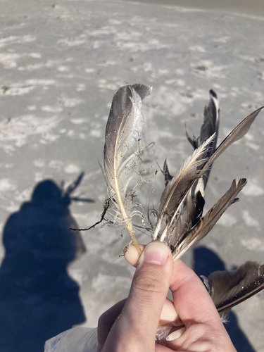Plume de Fulmar boréal