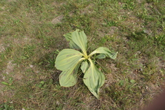 Gentiana