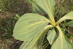 Gentiana