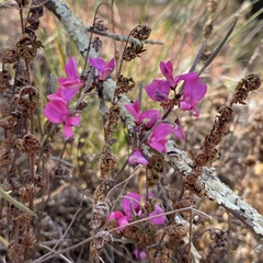 Indigofera efoliata