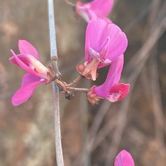Indigofera efoliata
