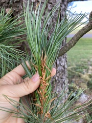 Pinus cembra