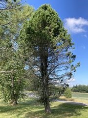 Pinus cembra