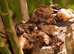 Zingiber officinale