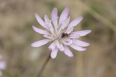 Scorzonera rosea