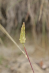 Scorzonera rosea