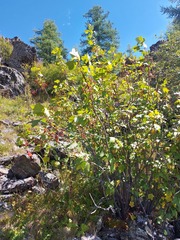 Ribes altissimum