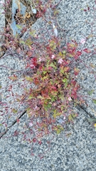 Geranium robertianum