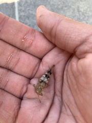 Oedipoda germanica