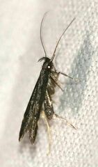 Aproaerema anthyllidella