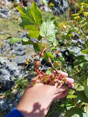 Ribes altissimum
