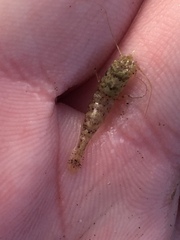 Philocheras australis