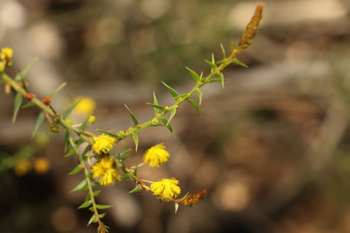 Image of Acacia amblygona by (c) Greg Tasney, some rights reserved (CC BY-SA)