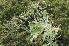 Brassica insularis