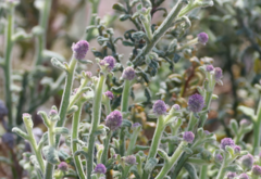 Pterocaulon sphacelatum