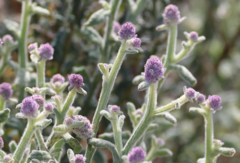 Pterocaulon sphacelatum