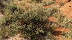 Pterocaulon sphacelatum