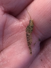 Philocheras australis