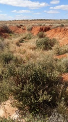 Pterocaulon sphacelatum
