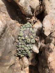 Conophytum stevens-jonesianum