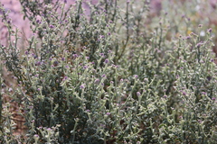 Pterocaulon sphacelatum