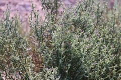 Pterocaulon sphacelatum