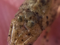 Philocheras australis