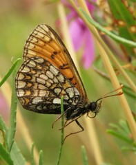 Melitaea varia